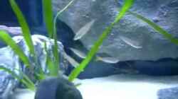 Video meine Tangas II von Chris_R. (huFlLW-oDV4)