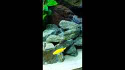 Video Labidochromis Yellow und Mbamba von Malawi Zürich (hz7BvLsS-ww)
