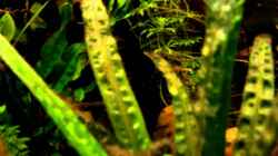 Video Mit der Action Cam ins Becken, und gefilmt von Florian Bandhauer (i-uNN24Vo80)