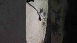 Video Eltern und Nachwuchs von Thomas De Vries (iTqLh3WwaOI)