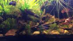 Video Channa Bleheri andere Beleuchtung von Harald Kästner (j3G_udDvGW4)