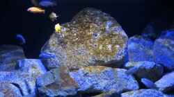 Video Maingano , Saulosi , Elongatus Mpanga von Malawi_Einsteiger (jH6MzZUltEs)