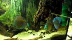 Video aquarium von Christian Fries (jLCis_gaWwE)