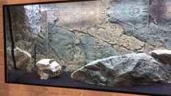 Video Erste Impressionen von meinen Räuber-Jungfischen von Manni (jf85Qn57k-g)