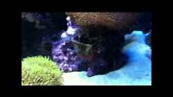 Video Dendrochirus brachypterus - Kurzflossen-Zwergfeuerfisch von .uschi (jk9hR6g4Ygc)