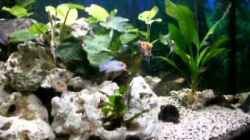 Video meine neuen fische sind da! von Robert Ludwig (juSodFy4CVw)