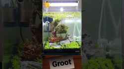 Video Groot Day8 von Marco B. (kJRDjOndCQw)