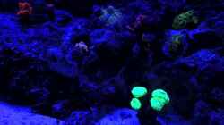 Video Nanoaquarium in der Blaulichtphase von Traum-Hobby.de (kitOiL8PRZk)