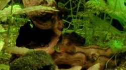 Video Einblick 2 von . (klV3i6_lt3g)