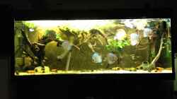 Video Mein Diskusaquarium von Thomas S-H (kxgGjbBLVFY)