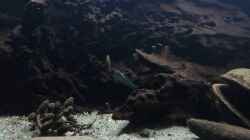 Video Apistogramma trifasciata 3 von Fichte (kxuH7E9WHqU)