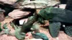 Video Raubtiere von Markusb (lQ7TdqON2i0)