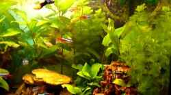 Video Aquarium 60Liter Rundblick von Noreia (lgyZiTZjjkE)