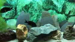 Video Tropheus duboisi MASWA - Männchen und Weibchen von Helga Kury (mSLBw8jbNQg)