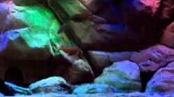 Video Copadichromis Borley bei der Balz von Steffen G (n2f0Y2Z0XRM)