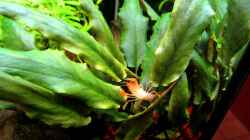 Video Trotz Allrad kein Vorankommen ... von Hobbl (n79g2CNEl5A)