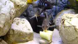 Video Fütterung mit Gurke von Christoph Winter (nYAdbFKZn4M)