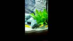 Video Labidochromis Caeruleus yellow von Malawi Zürich (nbeK1KQrzCY)