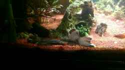 Video Balzkampf um das Weibchen von Mano (oIQAop9pQ74)