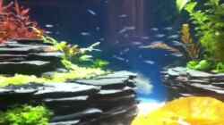 Video Blauer Neon /Paracheirodon simulans von Andreas Glingener (oNtg0luK1ro)