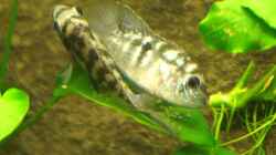 Video Barsche laichen von Heiko Bertsch (oYKYAMTaPOU)