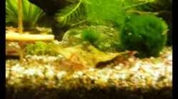 Video Red Cherry von Kim (omILlDtlAuA)