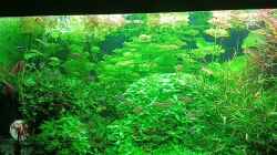 Video Mein neuer Besatz  von odin 68 (ooGgyvg5Jc8)