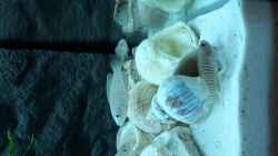 Video Tanganjika Lido 120 von Stabheuschrecke23 (poQfEcNMOl8)