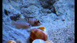 Video A. "sumbu shell" von Steffen S. (qf1XaIvj4uE)