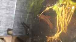 Video Betta Rutilans Weibchen  von Orentia (qgmvveWhUoM)