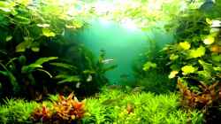 Video Sternflecksalmler von axolotl (qsE-9cfN-Uk)