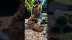 Video Zwei der neuen Sewellia linoleata von herkla (rKePvtaNkGY)