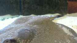 Video pot. reticulatus von AlexDhc (rjqvAofECIs)