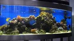 Video Mein kleines Riff von Sid (rlYlI6qcZ64)