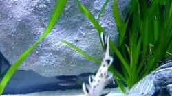 Video Synodontis Petricola von Chris_R. (rltN_u_sDZw)