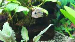 Video Elliots 8 Jungtiere - Erstbesatz  von Ronald Schultze (sJLZ8JOesIY)