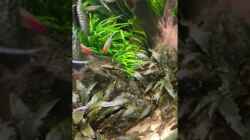 Video Sturisoma festivum  von Baron Zelle (sKnfpd-wUvk)