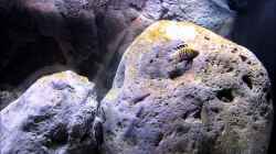 Video Cynotilapia afra "cobue" von Hörnchen (sSbODGHodmc)