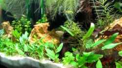 Video Endler-Guppies, Schneckenbuntbarsch und Ancistrus sp. von Fischfrau (sj3TN6BqgyE)