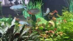 Video Amazonasaquarium von Jürgen De Leeuw (srMPmfHH8iY)