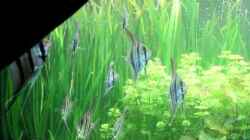 Video Fütterung von Richard Gärtner (srZ6rXCAJuI)