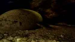 Video Plevicachromis taeniatus „Nigerian Red“ Männchen beim Gründeln von Tiburón (t0hwXItPRN0)