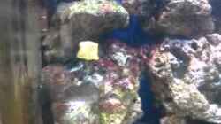 Video Mein Resun 500 Pl von Rene Rohrer (tCX_m6Can8s)