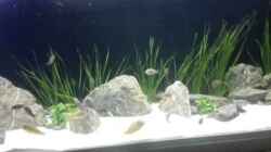 Video Tropheini in motion von Elsiman (tE2K3kOzt3s)