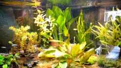 Video Amazonas von Michel (tNf3zNh320s)