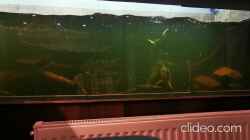 Video Fütterung von Thomas Michel (tUtz3_HmVE8)