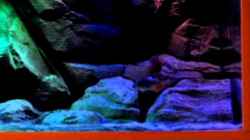 Video Copadichromis Borley von Steffen G (twhnqdld_rI)