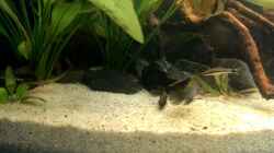 Video Nannacara anomala beim Balzen von Harry Nemitz (uDV1-nLyvcw)