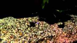 Video Wels Kampf? von Alex B. (vGJfwvhkEWs)