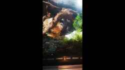 Video guppies und Garnelen von Alexander Deepocean (vHwuzD9H2do)